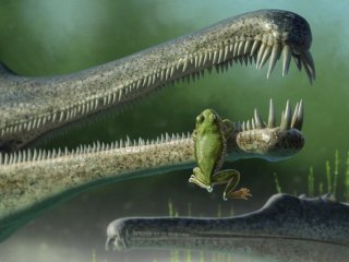 Палеонтологи нашли в Северной Америке древнего родственника лягушек