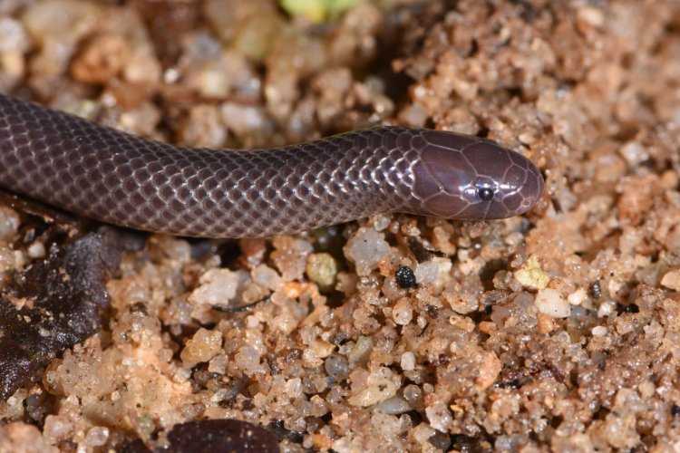 В Западной Африке обнаружен новый вид шпильковых змей