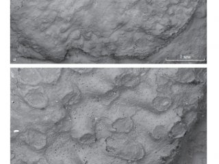 Палеонтологи ПИН РАН обнаружили новый вид ископаемых беспозвоночных