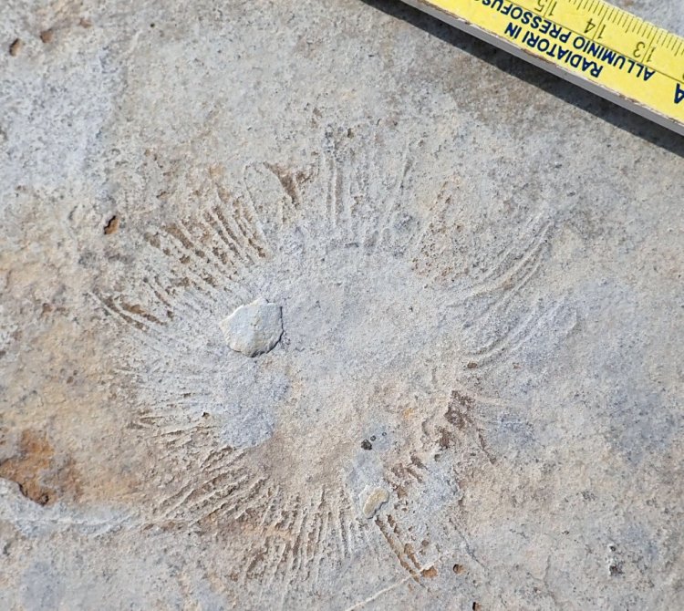 Отпечаток органа прикрепления мягкотелого организма. Фото предоставлено В.И. Роговым