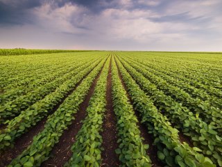 Крошечные капельки позволяют бактериям выживать на листьях растений