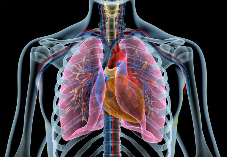 Болезни сердца развиваются по-разному у женщин и мужчин