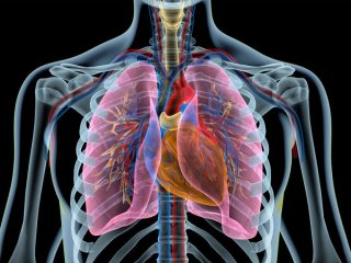 Болезни сердца развиваются по-разному у женщин и мужчин