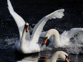 Лебеди проявляют к своим собратьям больше агрессии, чем к другим птицам