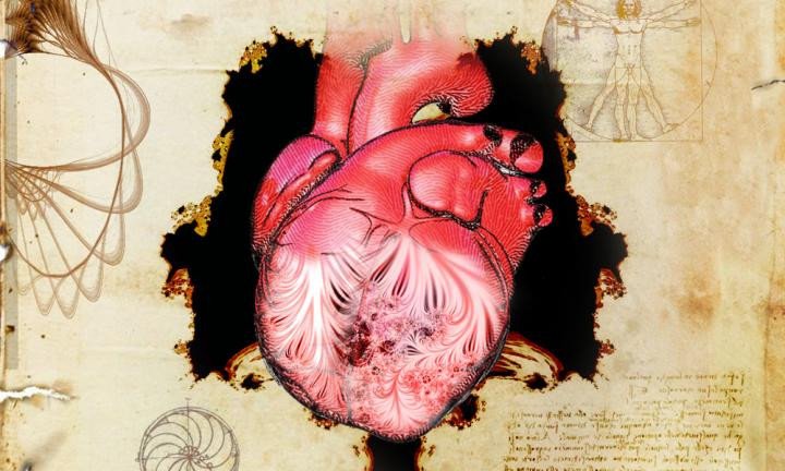 Ученые решили 500-летнюю загадку человеческого сердца