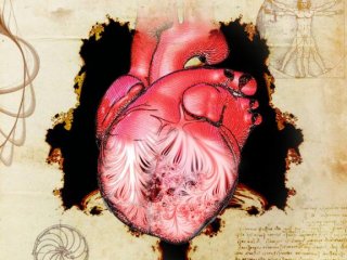 Ученые решили 500-летнюю загадку человеческого сердца