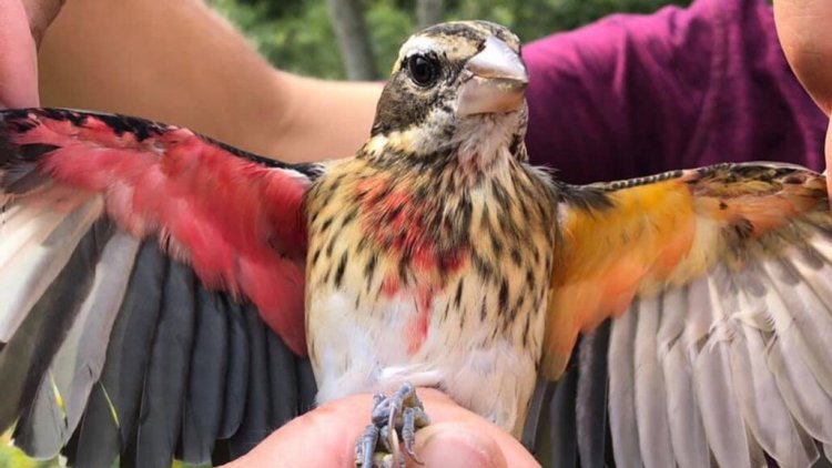 Эта редкая птица – самец и самка одновременно