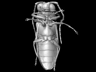 Ученые реконструируют жуков из мелового периода