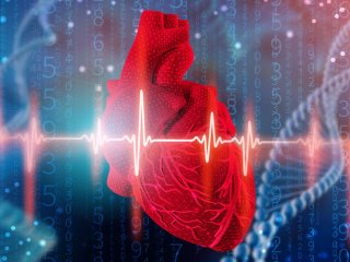 Сердечные клапаны, созданные в лаборатории, могут расти вместе с реципиентом