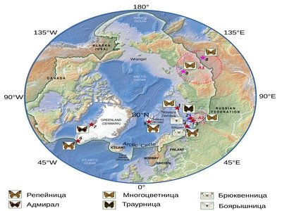 Самая северная встреча мигрирующих многоцветниц