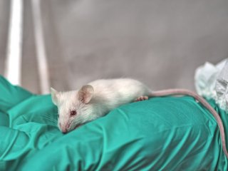 Безропотные опыты: 24 апреля – день защиты лабораторных животных. Фото: vadimalekcandr / 123rf.com