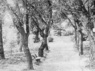 Знаменитой роще пробкового дуба в Никитском саду – 200 лет…