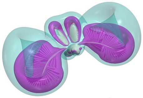 Трёхмерная визуализация потоков воздуха во время взмахов крыльев жука-перокрылки Paratuposa placentis в виде изоповерхностей ротора скорости вихрей. Из Farisenkov et al., 2021 с изменениями