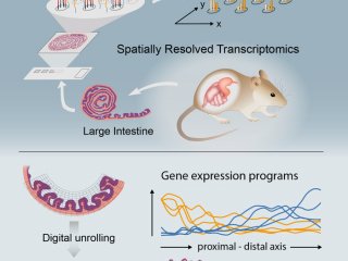Ученые составили карту генов толстой кишки у мышей 