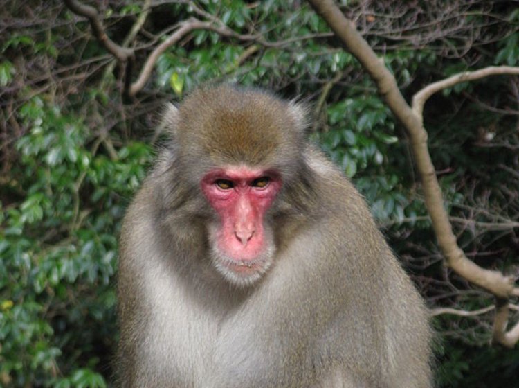 «Эффект сотой обезьяны» – научная мистификация