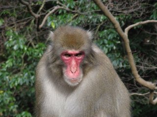«Эффект сотой обезьяны» – научная мистификация