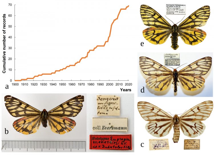 Graph of the accumulated frequencies with the number of findings of the Menetrier bear by years.  Photographs of collection specimens of this species are also presented, including a butterfly from the collection of Eduard Eversmann (Zoological Institute of the Russian Academy of Sciences, St. Petersburg), according to which the species was described in 1846.