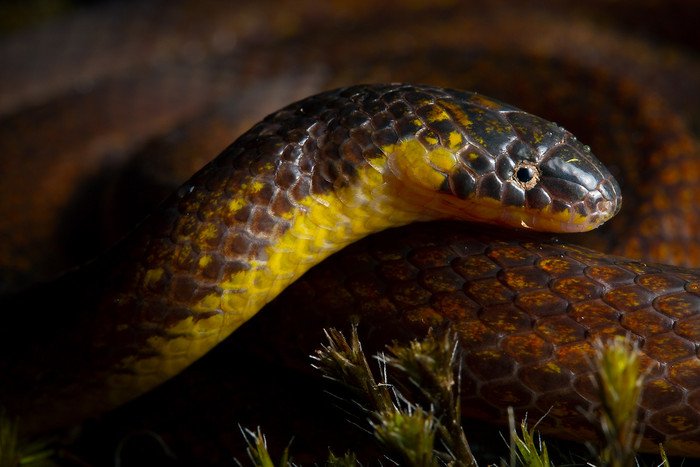 В Эквадоре обнаружены три новых вида «подземных» змей