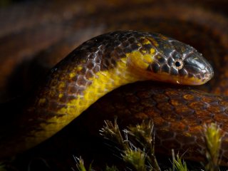 В Эквадоре обнаружены три новых вида «подземных» змей