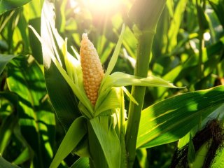 Обнаружен механизм, запускающий гены — в ДНК кукурузы