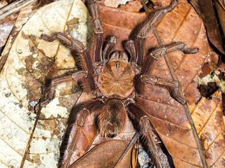 Огромного паука обнаружили в Южной Америке
