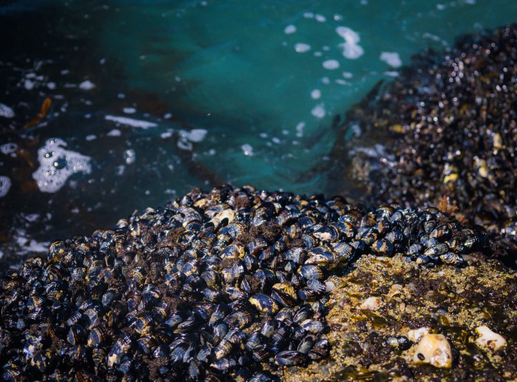 Моллюски. Автор фото: EJ Strat / Unsplash