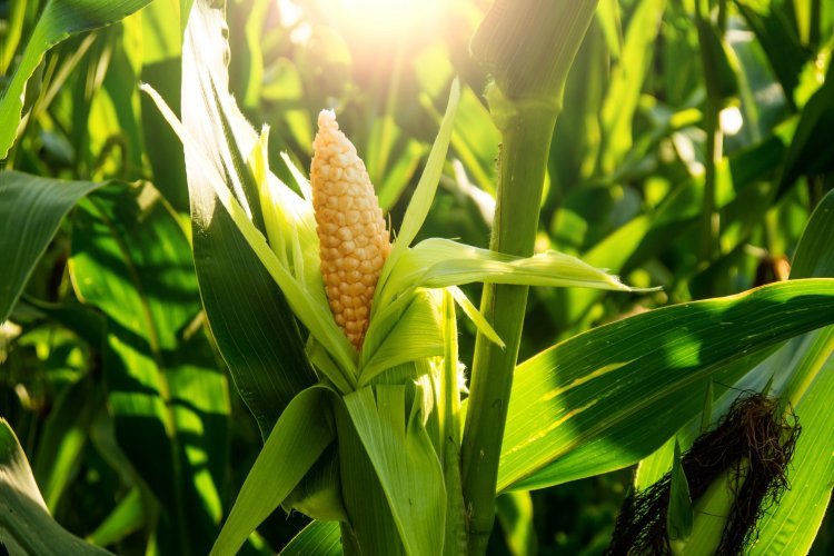 Кукуруза является одной из важнейших сельскохозяйственных культур в мире и имеет большое культурное значение для коренных народов Северной и Южной Америки. Новая работа Джеффри Росса-Ибарры из Калифорнийского университета в Дэвисе и его зарубежных коллег