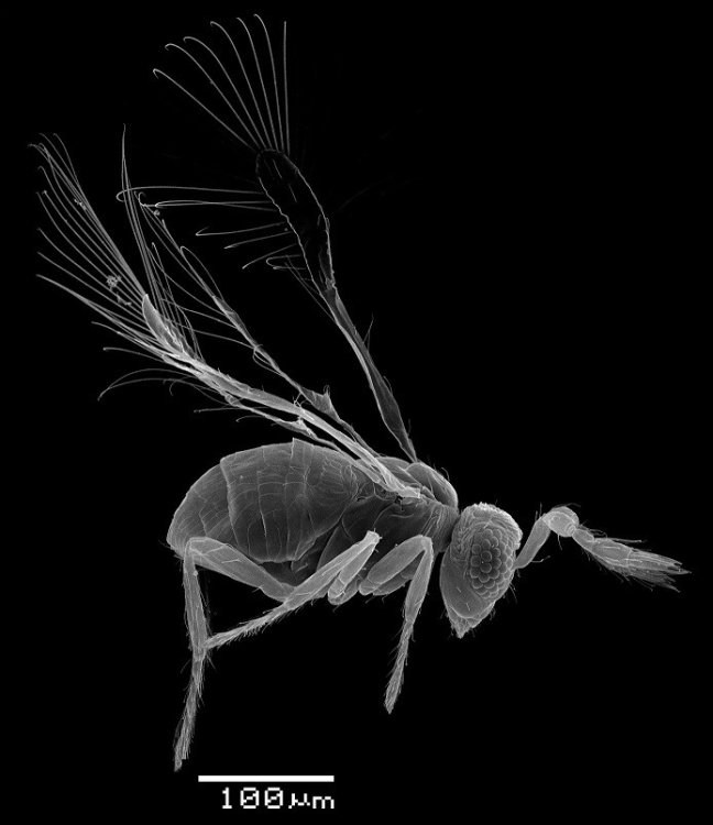 Ученые МГУ получили полную реконструкцию зрительной системы насекомых
