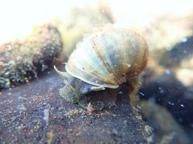 4.Берингийский эндемик Dallirhytis atkaensis. Фото Ольги Аксёновой