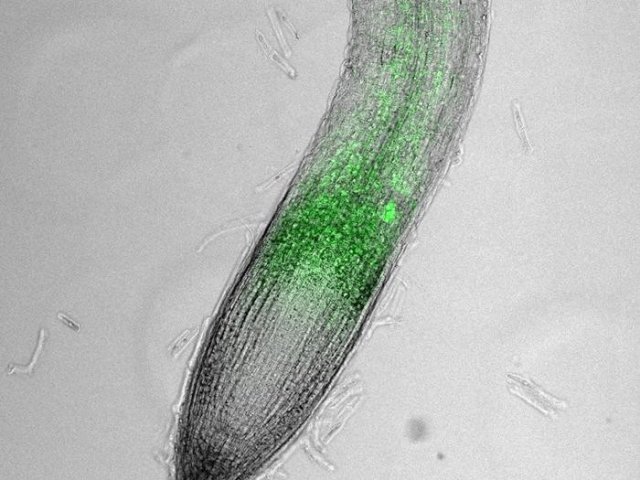 Вид под микроскопом на кончик корня и распространение синтетической мРНК, которая вырабатывает зелёный флуоресцентный белок. Фото: Bernard Carroll / The University of Queensland