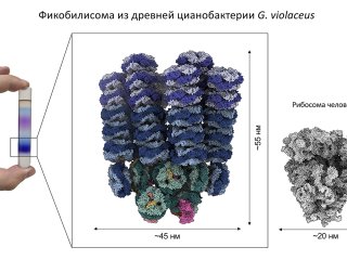 Фикобилисома из древней цианобактерии. Источник ФИЦ Биотехнологии РАН