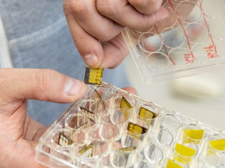 Образцы солнечных ячеек после испытаний на устойчивость к радиации. Фото: Родион Нарудинов / пресс-служба УрФУ