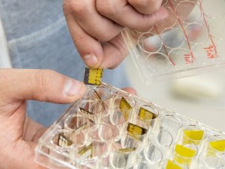 Образцы солнечных ячеек после испытаний на устойчивость к радиации. Фото: Родион Нарудинов / пресс-служба УрФУ