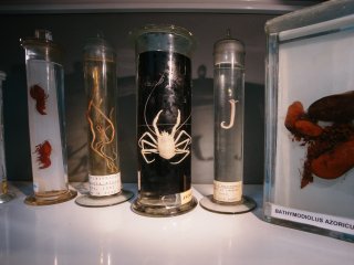 Обитатели океанских глубин. Фото: Ольга Мерзлякова / «Научная Россия»