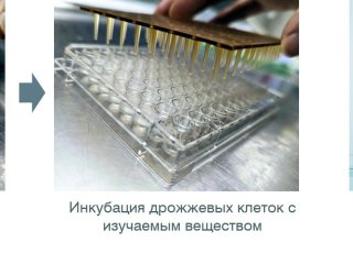 Схема проведения эксперимента. Источник: Виктория Бидюк / ФИЦ Биотехнологии РАН
