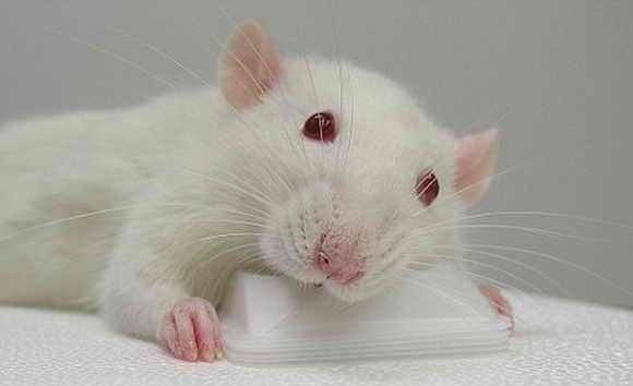 Крысы способны видеть причины и следствия и избегать карго-культа