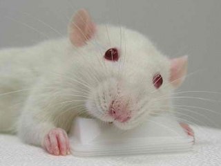Крысы способны видеть причины и следствия и избегать карго-культа