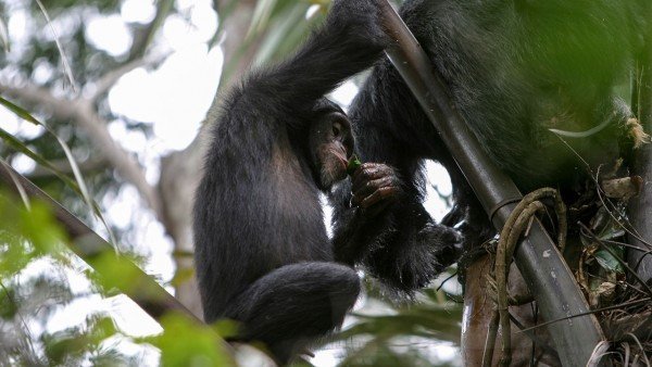 Шимпанзе бывают не прочь выпить