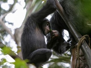 Шимпанзе бывают не прочь выпить