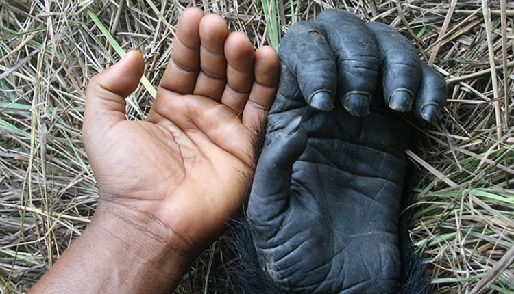 Человеческая рука примитивнее руки шимпанзе