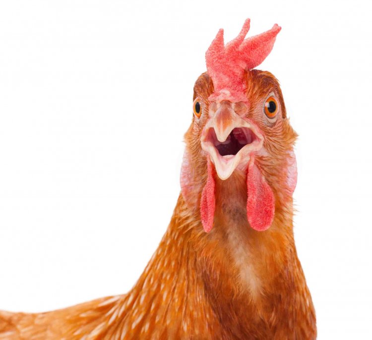 Ключевой элемент генома курицы — расшифрован