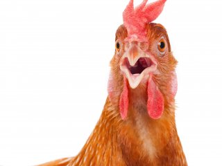 Ключевой элемент генома курицы — расшифрован