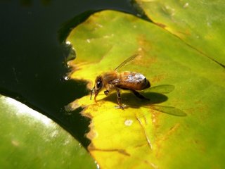 Как пчелы организуют водоснабжение улья