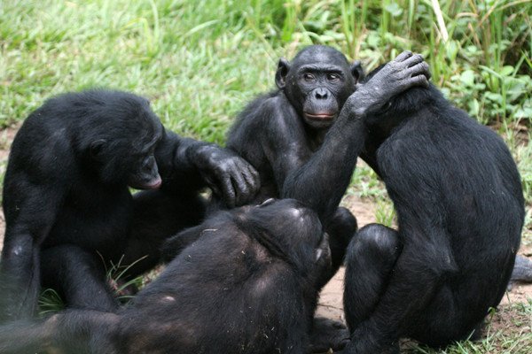 Бонобо тоже страдают старческой дальнозоркостью