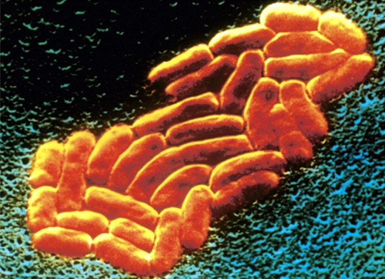 Хлоргексидин может делать бактерии резистентными
