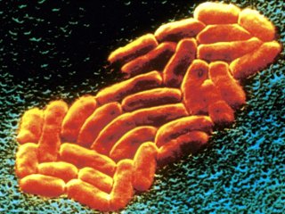 Хлоргексидин может делать бактерии резистентными