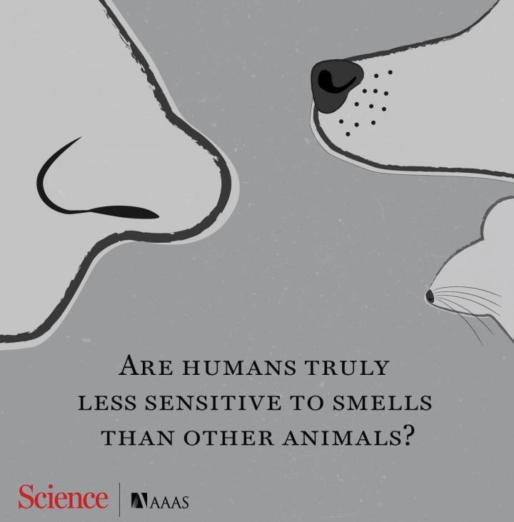 Человек распознает запахи не хуже других