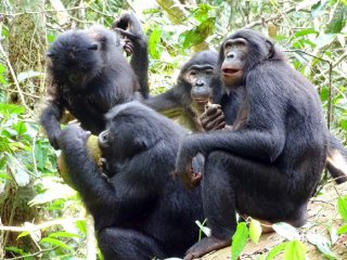 Антропологи: карликовые шимпанзе делятся добычей со своими соседями