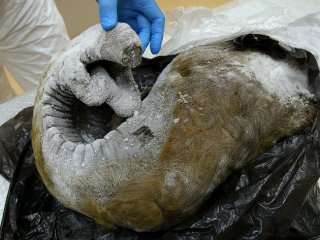 Хобот малоляховского мамонта © Валерий Шарифулин/ ТАСС