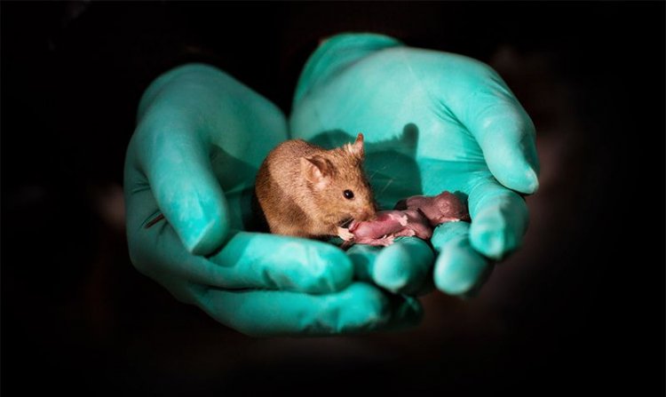 Китайские ученые вывели потомство мышей от однополых родителей